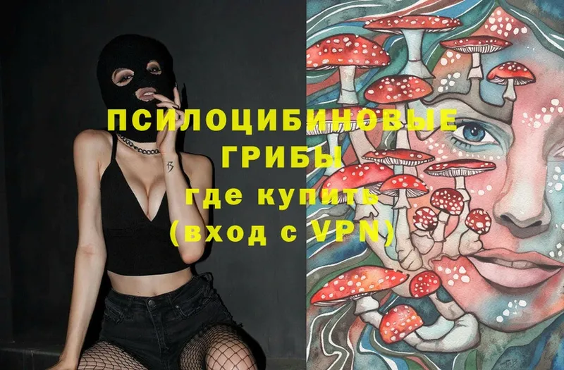 Галлюциногенные грибы Psilocybe  Северск 