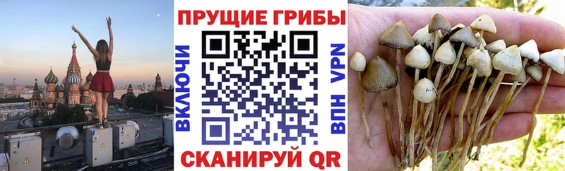 Псилоцибиновые грибы прущие грибы Северск